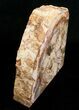 Large Petrified Wood Bookends - Madagascar #5044-3